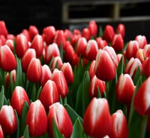 Тюльпаны от «Острова подарков 65» — свежесть, качество, индивидуальность